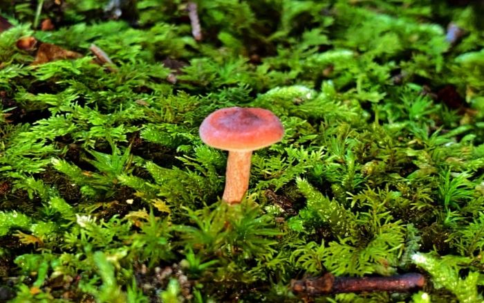 Гриб млечник горькушка