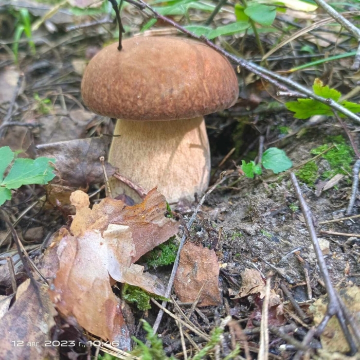 Boletus reticulatus