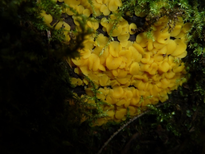 Bisporella citrina