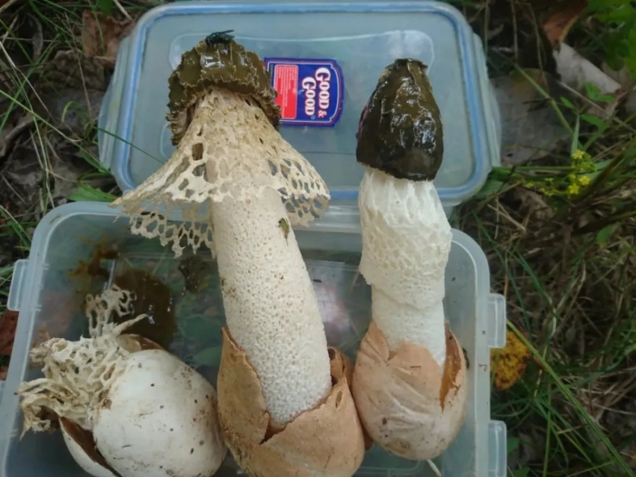 Весёлка обыкновенная гриб