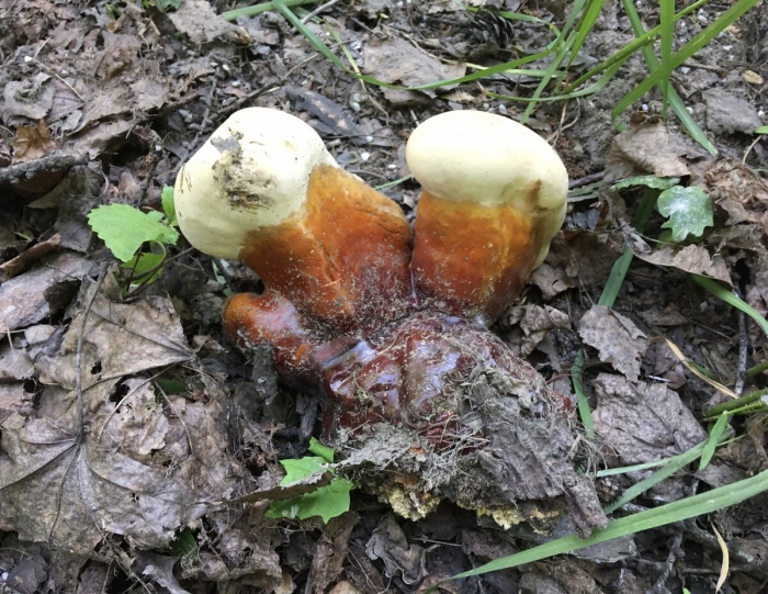 Медицинские грибы