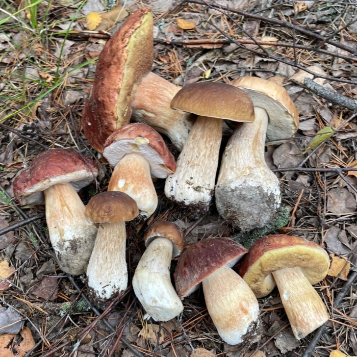 Гриб боровик сосновый