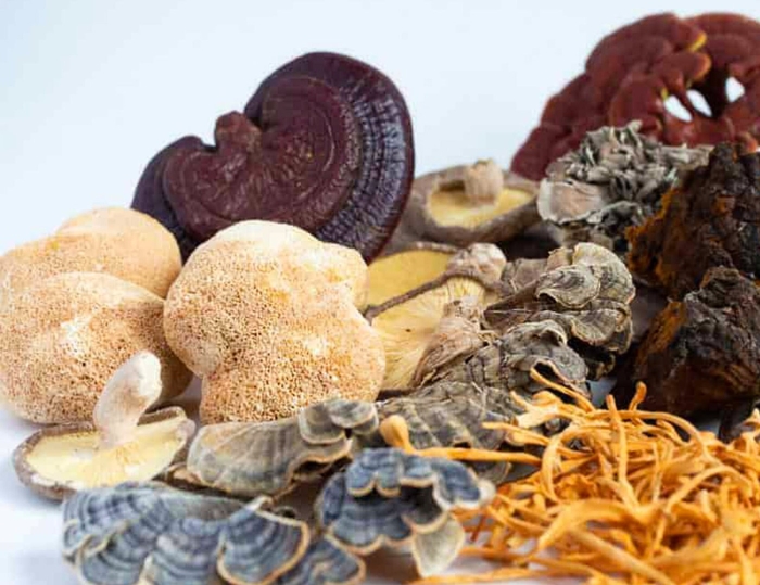 Грибы рейши и кордицепс