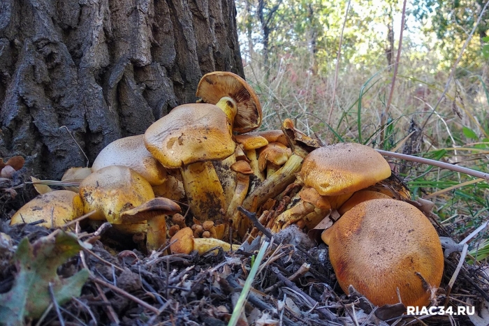 Грибы волгоградской области
