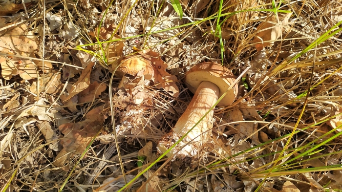 Грибы сейчас