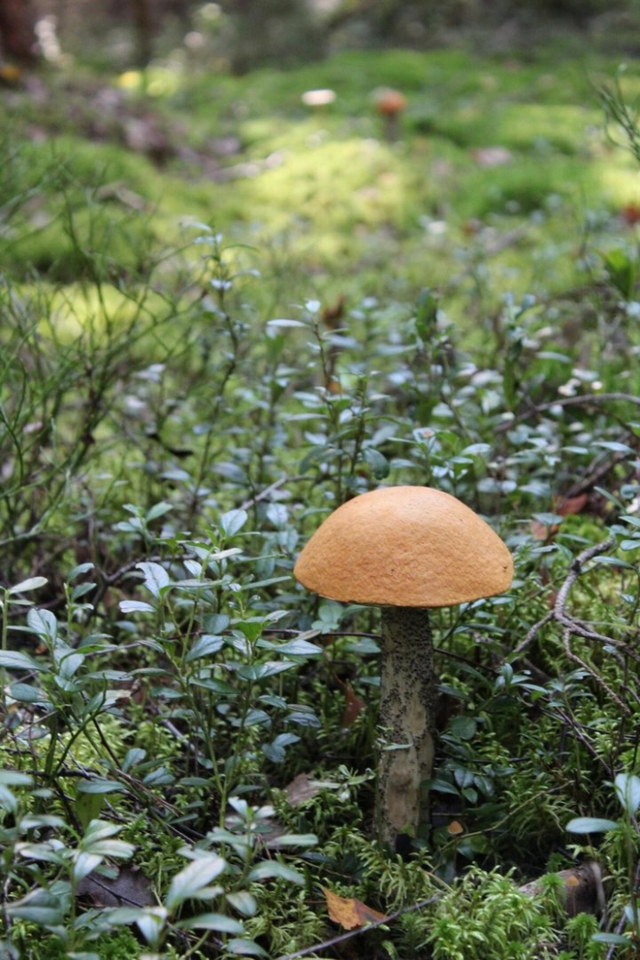 Подосиновик желто бурый