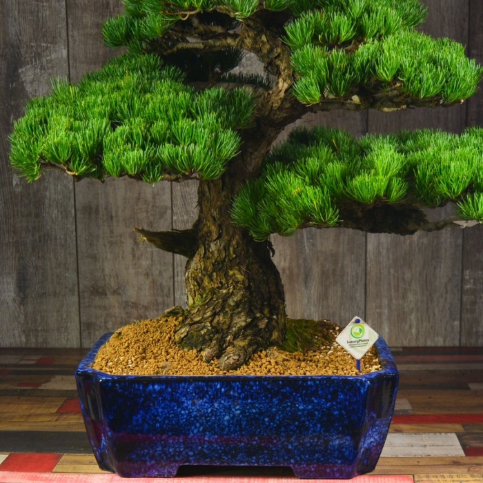 Бонсай сосна