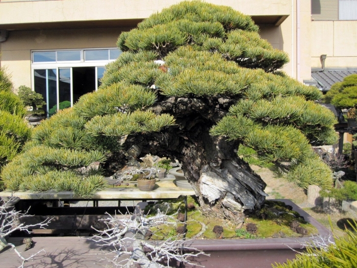 Сосна горная ниваки