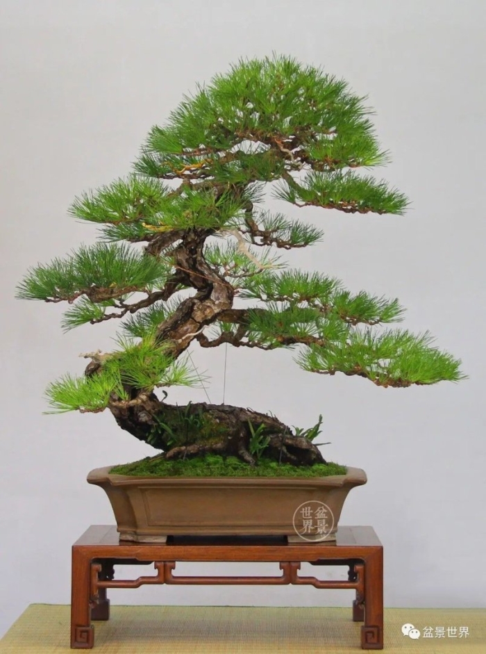 Сосна японская бонсай