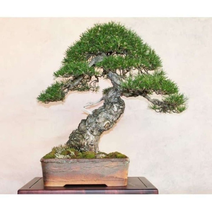 Сосна горная бонсай