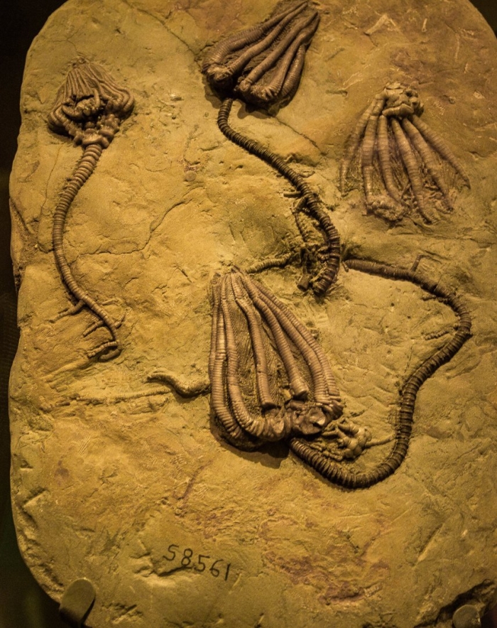 Криноидеи окаменелости морские лилии