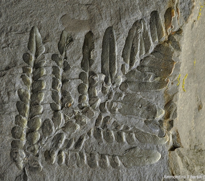 Окаменелые рыбы грин ривер