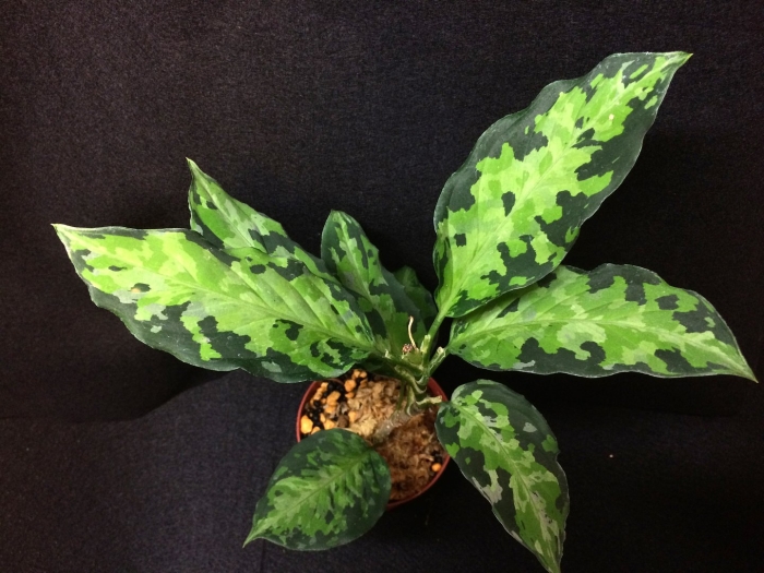 Аглаонема тигрис