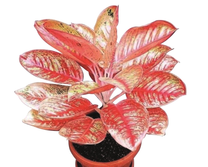 Растение аглаонема