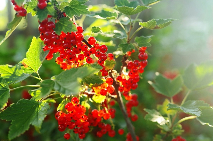 Смородина красная алая зорька