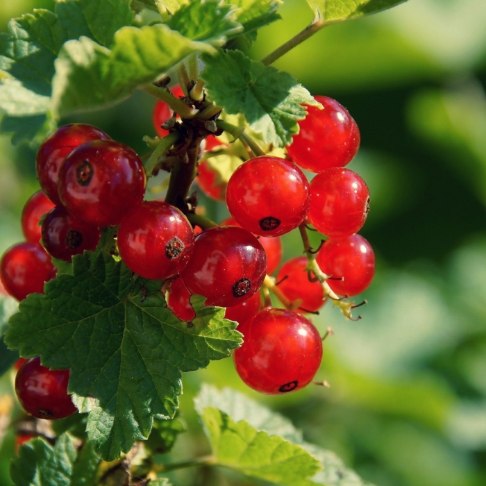 Смородина алтайская рубиновая