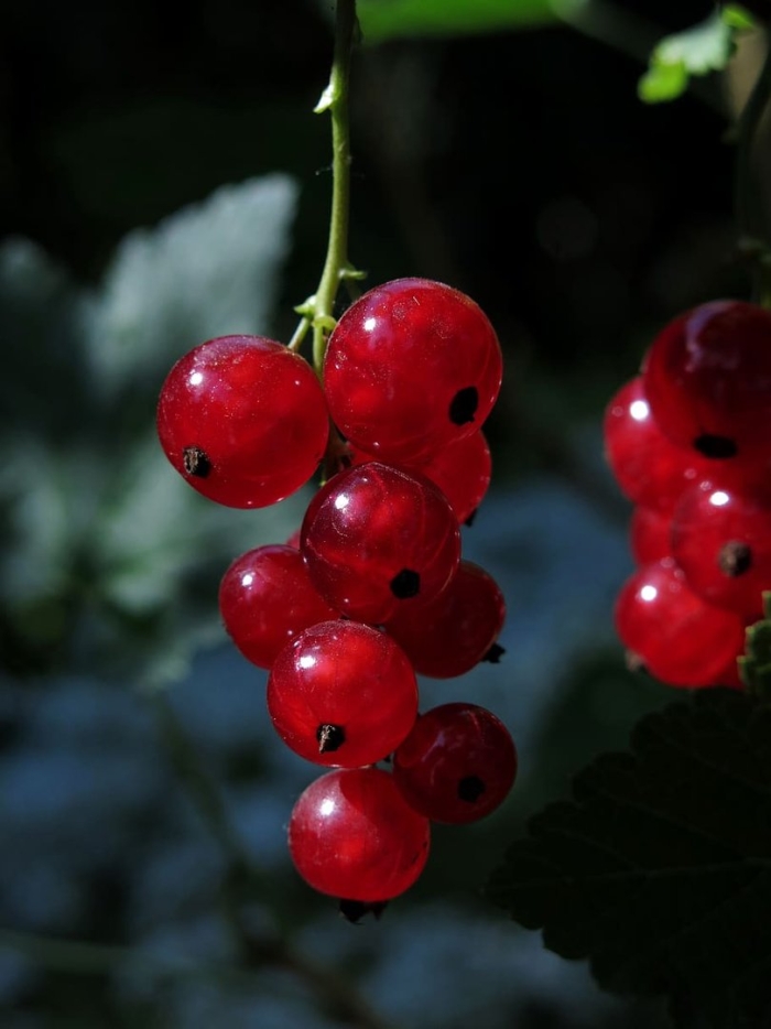 Красная смородина