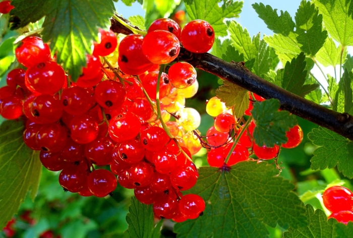 Смородина красная - ribes rubrum