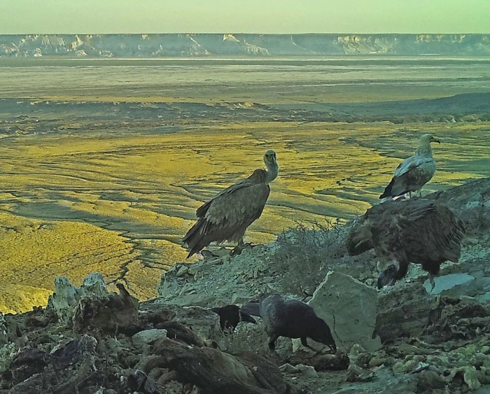 Устюртский заповедник казахстана