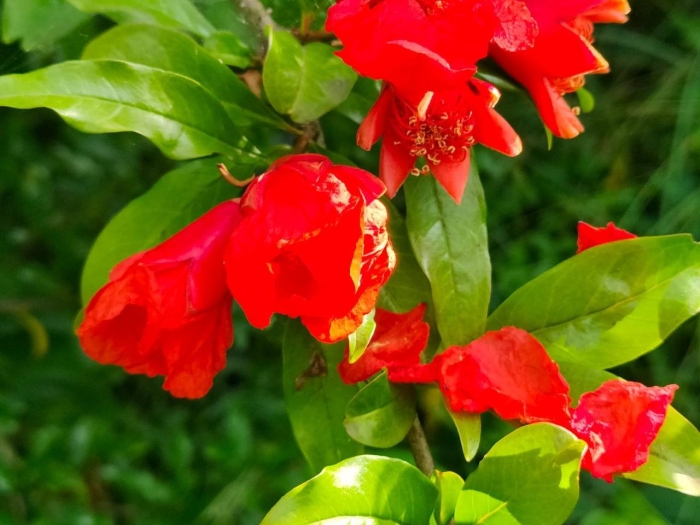 Цветки граната