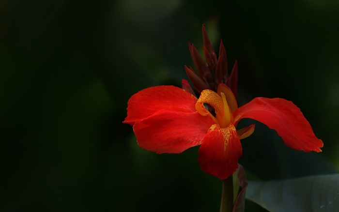 Канна индийская 'тропикал ред'