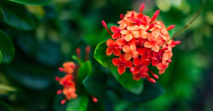 Ixora coccinea