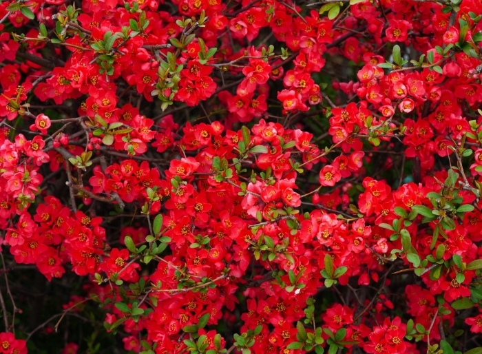 Айва великолепная хеномелес