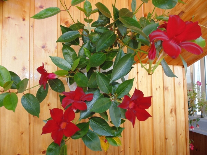 Лиана дипладения