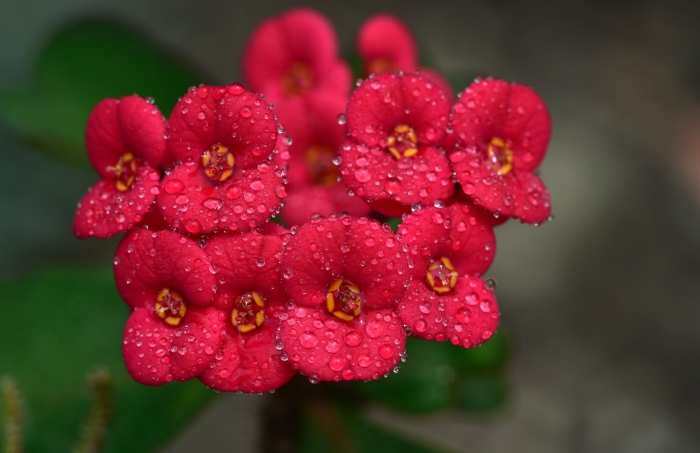 Цветок который цветет маленькими красными цветами