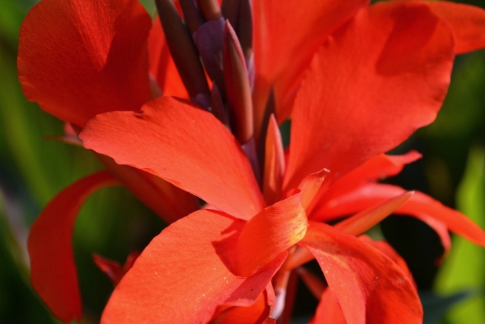 Красные цветки