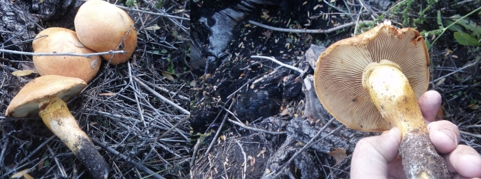 Паутинник гриб