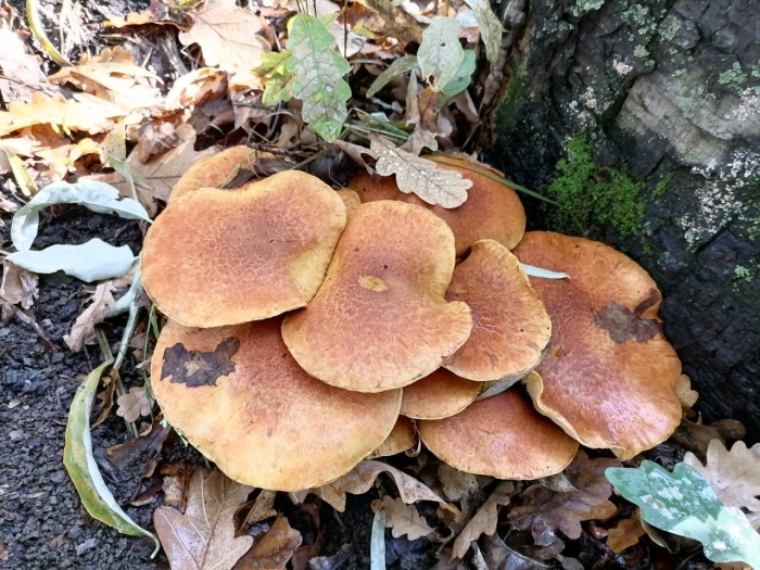 Осенние съедобные грибы