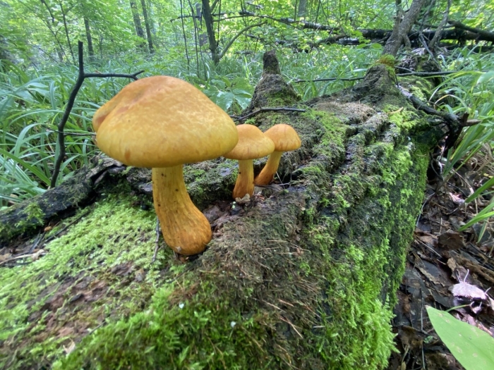 Гимнопил юноны