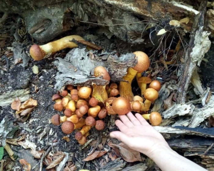 Гимнопил юноны