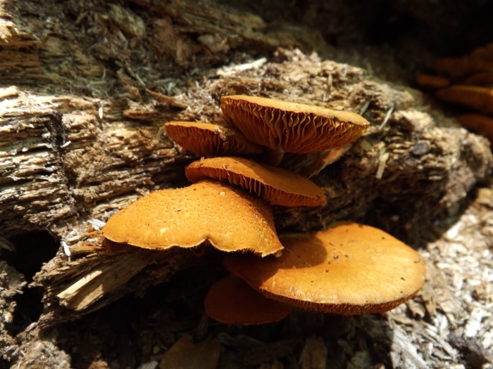 Gymnopilus aeruginosus