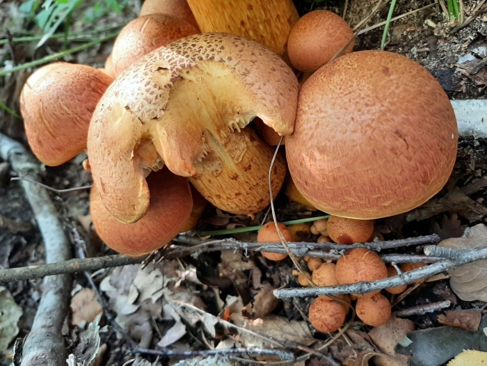 Гимнопил юноны