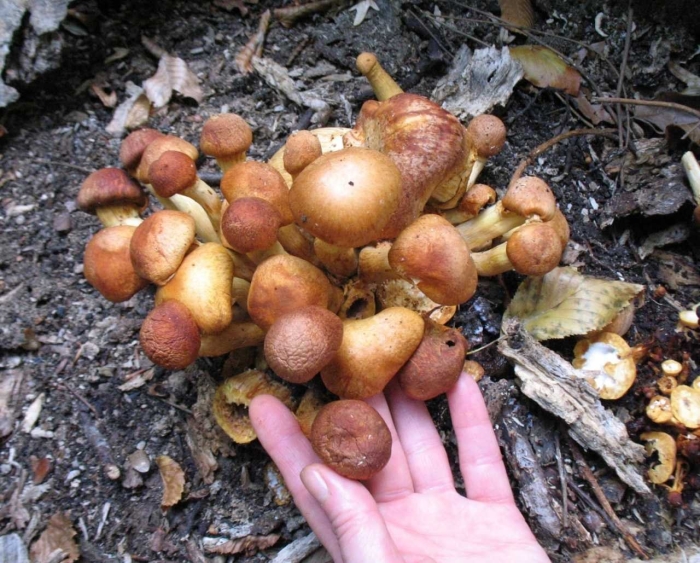 Гриб опёнок осенний