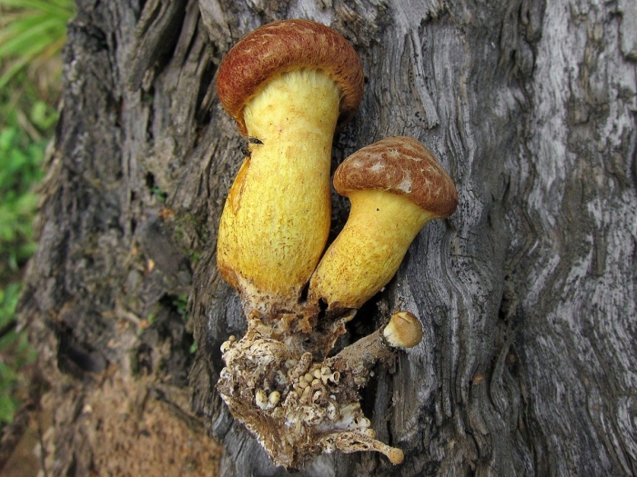 Gymnopilus junonius