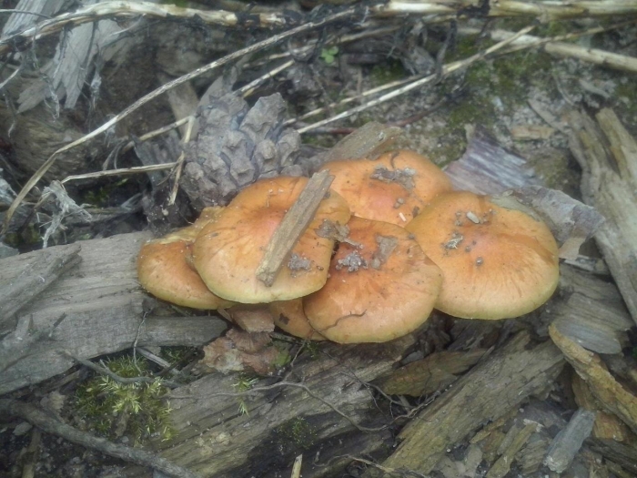 Gymnopilus penetrans