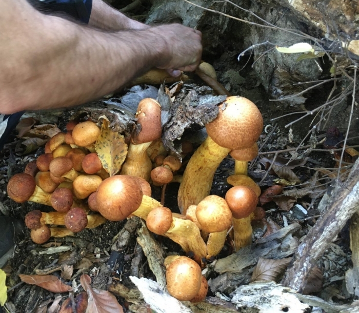 Гриб съедобный