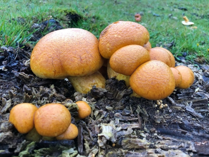 Gymnopilus junonius