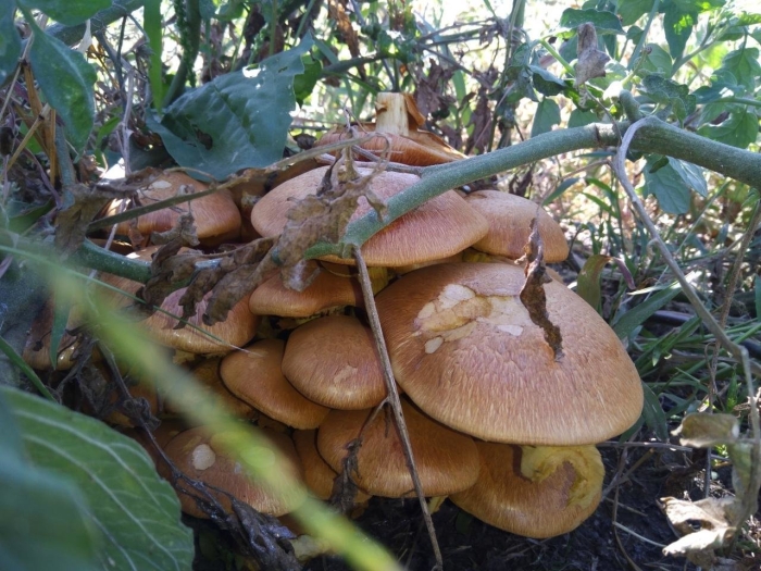 Чешуйчатка золотистая pholiota aurivella