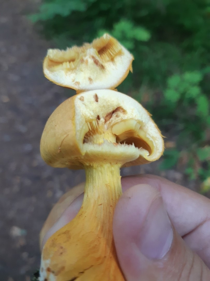 Чешуйчатка боровая pholiota spumosa