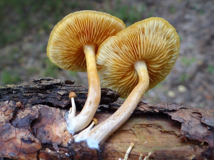 Гимнопил сосновый gymnopilus sapineus