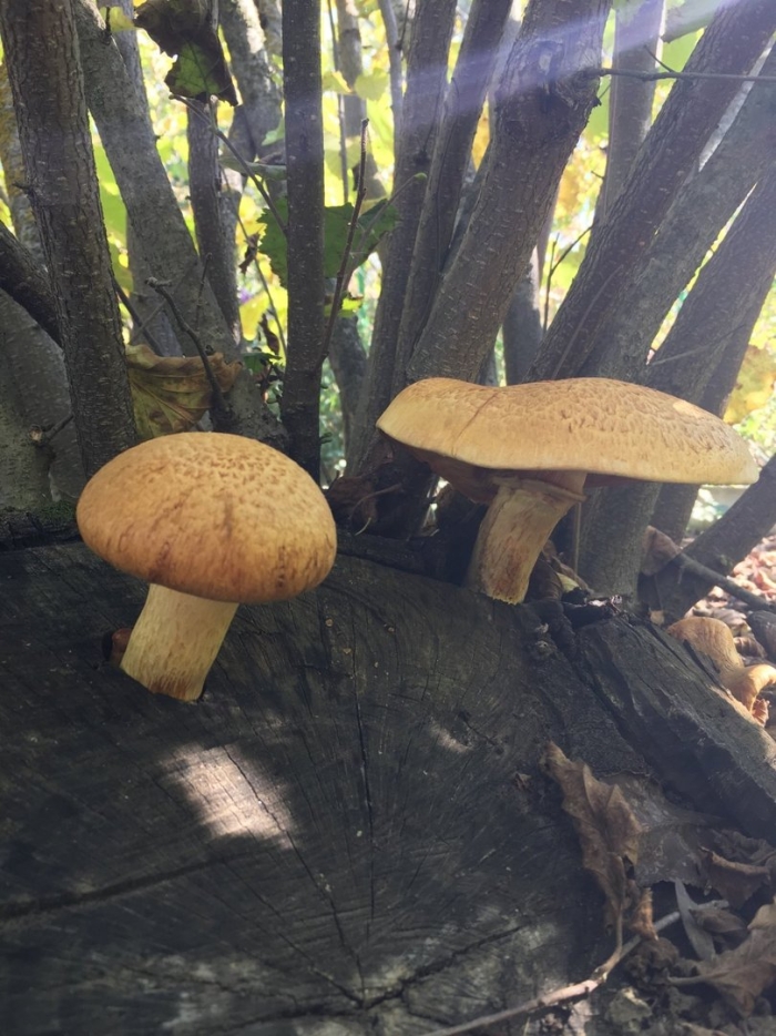 Гриб моховик