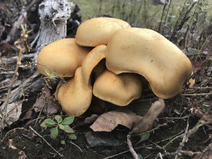 Гимнопил юноны