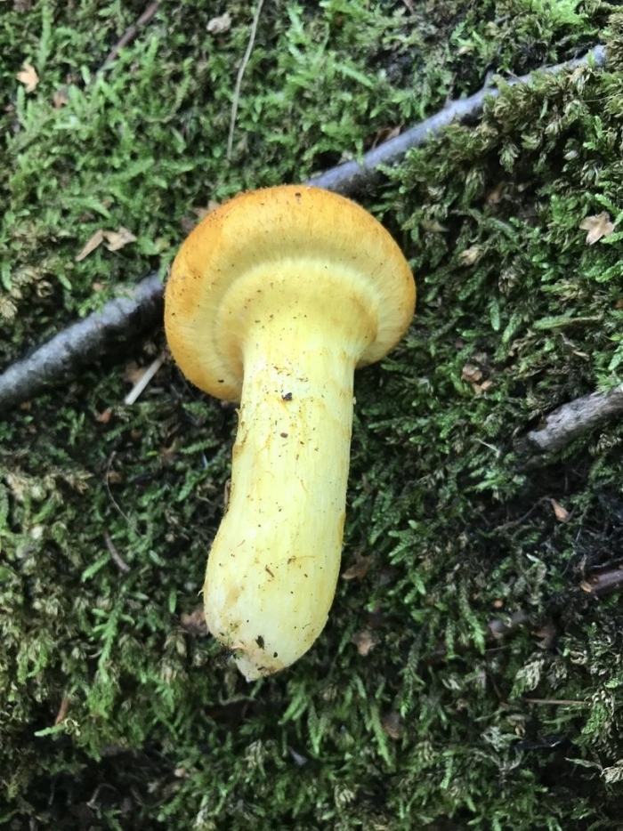 Еловик грибы желтый съедобные