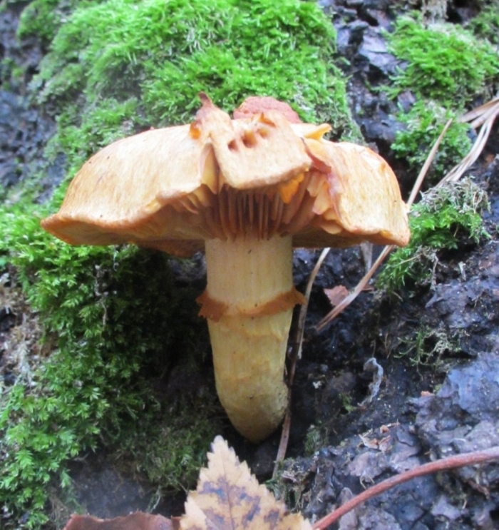 Паутинник красивейший