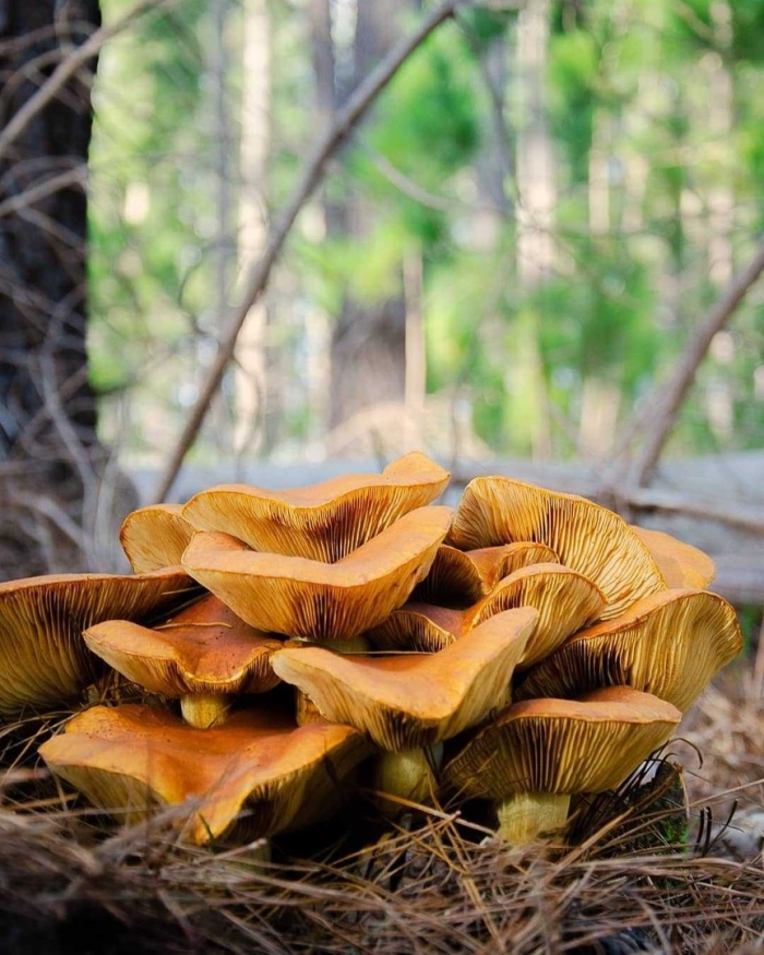 Лисичка гриб ложная