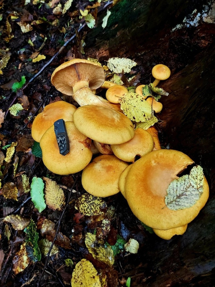 Гимнопил юноны gymnopilus junonius